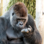 かわいいゴリラ キャンバスプリント