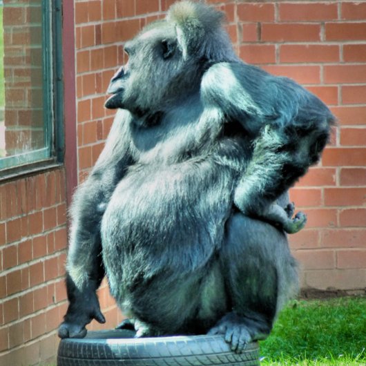 かわいいゴリラ クリップボード