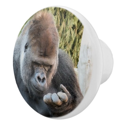 かわいいゴリラ セラミックノブ (右)