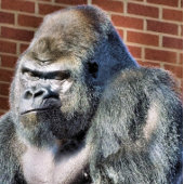 かわいいゴリラ 案内状