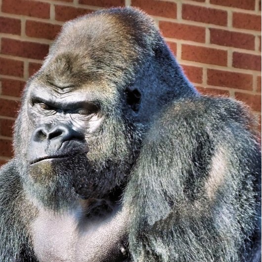 かわいいゴリラ 案内状