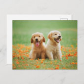 かわいいゴールデンレトリエバーパピーズ写真 ポストカード (正面/裏面)