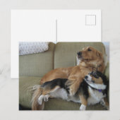 かわいいゴールデンレトリバーとコーギーのハグ, 2匹の犬のラブラブな抱擁 ポストカード (正面/裏面)