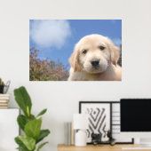 かわいいゴールデンレトリバーの子犬のクローズアップショット ポスター (ホームオフィス)