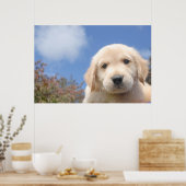 かわいいゴールデンレトリバーの子犬のクローズアップショット ポスター (キッチン)