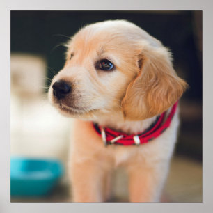 かわいいゴールデンレトリバーの子犬 ポスター