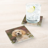 かわいいゴールデンレトリーバー犬子犬顔動物写真 ガラスコースター (アングル)