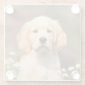 かわいいゴールデンレトリーバー犬子犬顔動物写真 ガラスコースター (裏面)