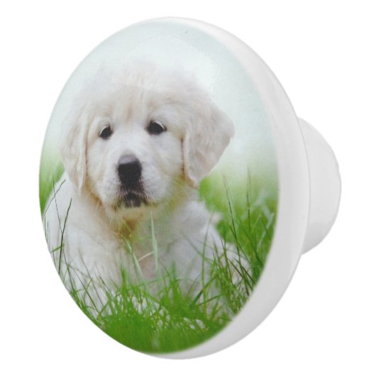 かわいいゴールデン・リトリーバーの小犬の芝生 セラミックノブ (右)