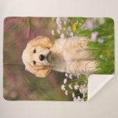 かわいいゴールデン・リトリーバー犬の子犬の顔動物の写真 シェルパブランケット (正面(横))