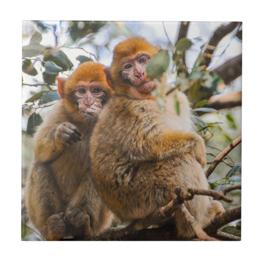 かわいいサル二匹 タイル (正面)