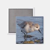 かわいいサンダーリングサンドパイパーストロールズウントリービーチ マグネット (正面/裏面)