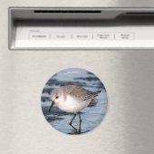 かわいいサンドパイパーが冬の海岸を徘徊 マグネット (インサイチュ (食洗機))