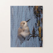 かわいいサンドパイパーが浜辺をぶらつく ジグソーパズル (縦)