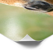 かわいいシェットランドポニーフォールホースヘッドフロント –  フォトプリント            (角)