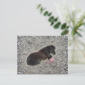 かわいいシェットランドポニー ミニホース 動物 ペット ポストカード (スタンド正面)