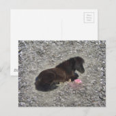 かわいいシェットランドポニー ミニホース 動物 ペット ポストカード (正面/裏面)