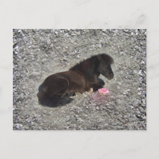 かわいいシェットランドポニー ミニホース 動物 ペット ポストカード (正面)