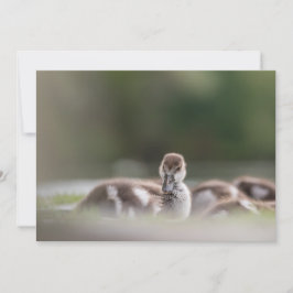 かわいいシック自然フォトカード