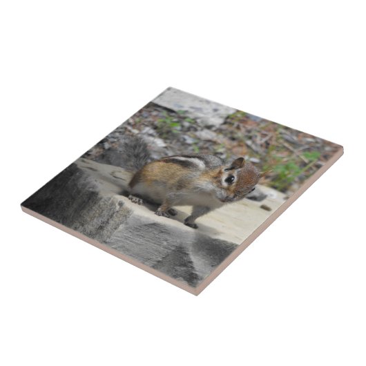 かわいいシマリスは石の写真のタイルの生き物を好みます タイル (側面)
