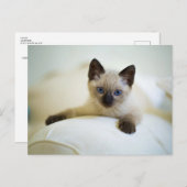 かわいいシャムネコの子ハガキ ポストカード (正面/裏面)