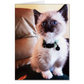 かわいいシャムネコの子猫の写真 内部は空白 (正面)