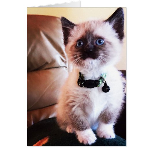 かわいいシャムネコの子猫の写真　内部は空白 (正面)