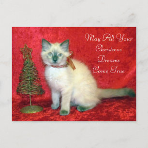 かわいいシャム子猫クリスマスツリー シーズンポストカード
