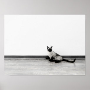 かわいいシャム猫のポートレート写真 ポスター