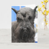 かわいいシュナウツァーの挨拶状 カード (黄色い花)