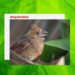 かわいいショウジョウコウカンチョウの赤ちゃんの写真 ポストカード
