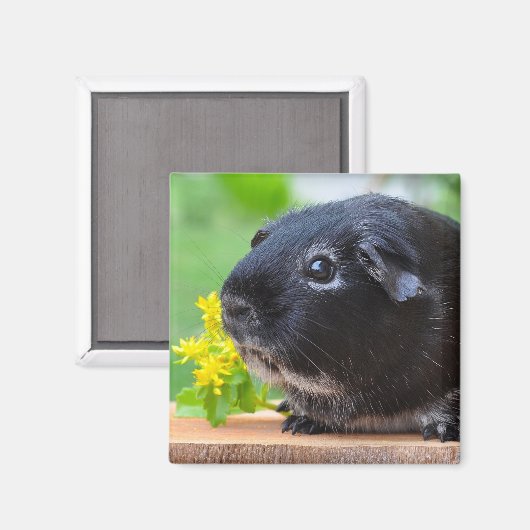 かわいいシルバーキツネモルモットと黄色の花 マグネット (正面/裏面)