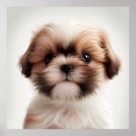 かわいいシーズー子犬の犬の肖像ポスターポスター(2) ポスター (正面)