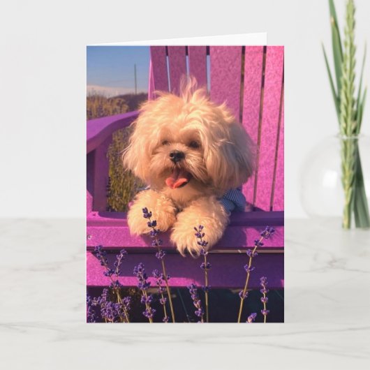かわいいシーズー犬のスマイル (ドッグデイズ) サンキューカード (正面)