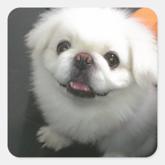 かわいいシーズー(犬)チュカメラを見て スクエアシール (正面)