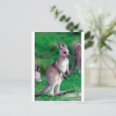 かわいいジョーイベビーカンガルー ポストカード (スタンド正面)