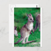 かわいいジョーイベビーカンガルー ポストカード (正面/裏面)