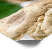 かわいいジンジャーキャットキットン花園の写真 ポスター (コーナー)