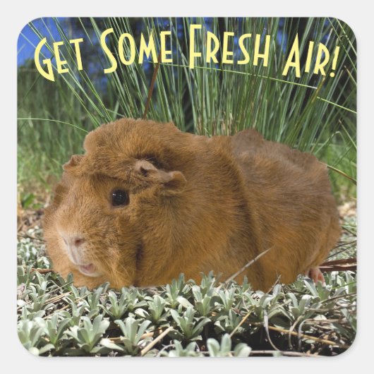 かわいいジンジャーギニア写真イン自然カスタム文字 スクエアシール (正面)