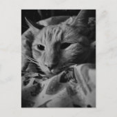 かわいいジンジャータビー猫 黒と白 ポストカード (正面)