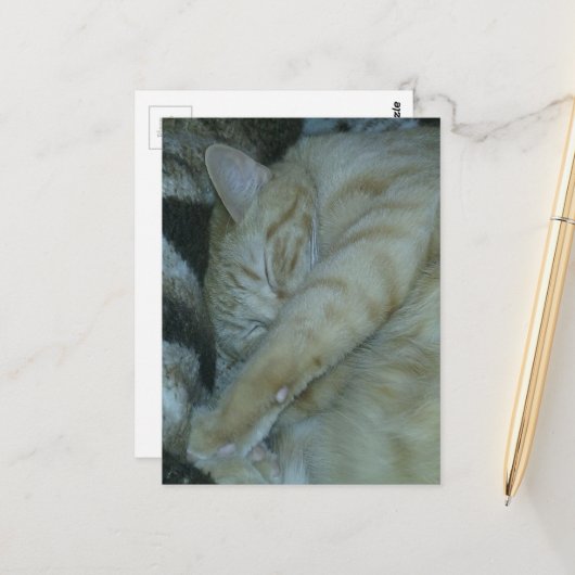 かわいいジンジャー子猫の寝顔 ポストカード (正面/裏面インサイチュ)