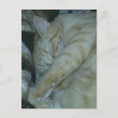かわいいジンジャー子猫の寝顔 ポストカード (正面)