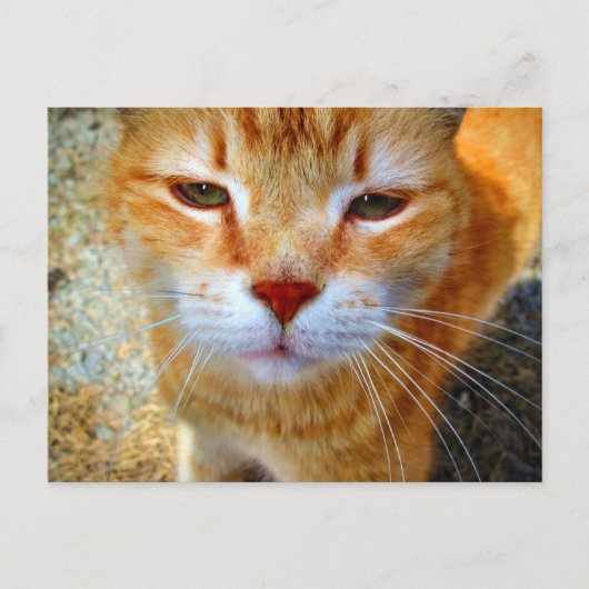 かわいいジンジャー子猫 友好的な小さな猫 ポストカード (正面)