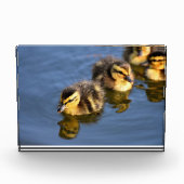かわいいスイミングアヒル フォトブロック (正面)