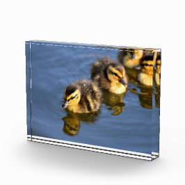 かわいいスイミングアヒル フォトブロック