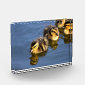 かわいいスイミングアヒル フォトブロック (左)