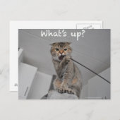 かわいいスコティッシュフォールドヌードル猫helloおもしろカード ポストカード (正面/裏面)