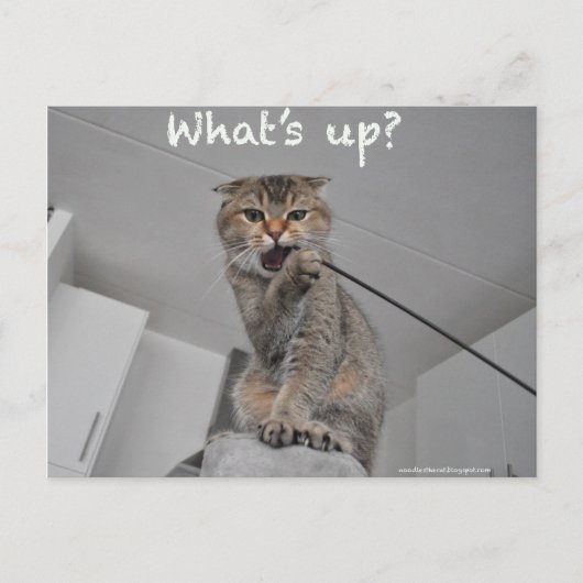 かわいいスコティッシュフォールドヌードル猫helloおもしろカード ポストカード (正面)