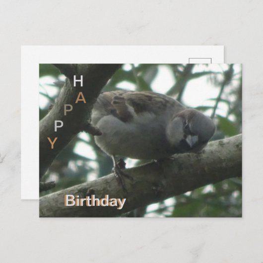 かわいいスズメのクローズアップ ハッピーバースデー ポストカード (正面/裏面)
