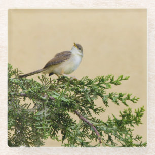 かわいいスズメの鳥の写真 ガラスコースター